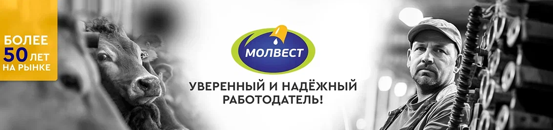 баннер Молвест