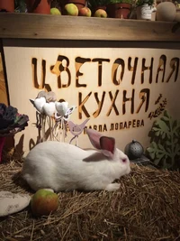 Цветочная кухня Павла Лопарева отзывы сотрудников